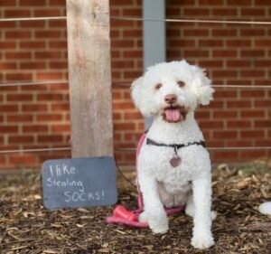 Evervet Prahran - Prahran Veterinary Hospital Pet care service in Prahran