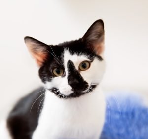 Vets On Parker Pet care service in Templestowe