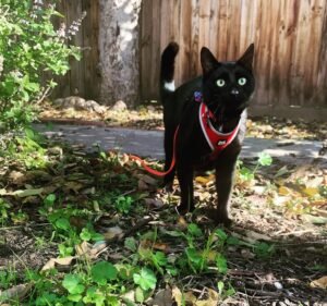 Veterinary Clinics in Melbourne Australia Kensington Veterinary Clinic