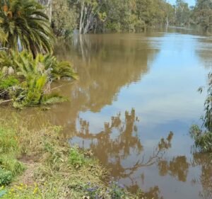 Beechworth Bakery Echuca Food & Beverages in Echuca
