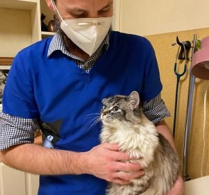 Veterinary Clinics in Melbourne Australia Burwood Road Clinic for Cats - Dr. Carole Webb