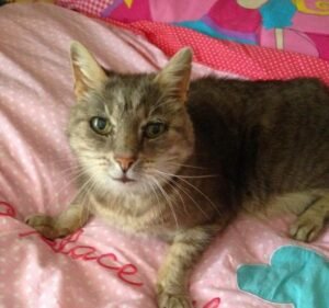 Essendon Veterinary Clinic Pet care service in Essendon