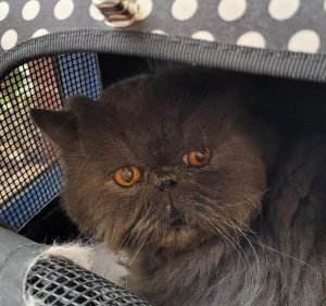 Melbourne Veterinary Specialists Centre Glen Waverley Pet care service in Glen Waverley