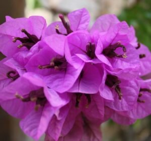 Michael O'Callaghan Landscape Design Landscaping in Cremorne