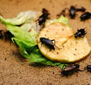 Pest Control Services in Victoria Australia PEST ZAP