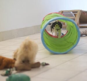 Evervet South Yarra Pet care service in South Yarra