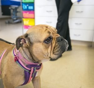 Fulham Gardens Animal Hospital - Pets and their People Pet care service in Fulham Gardens