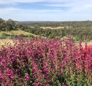 Landscaping Services in Melbourne Australia Paul Bangay Garden Design