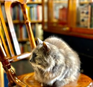 Penny Syber's Books Book store in Caulfield South