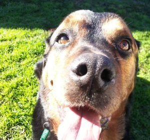 Veterinary Clinics in Melbourne Australia Melbourne Veterinary Specialists Centre Glen Waverley