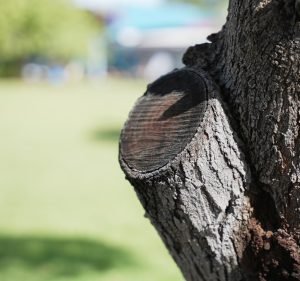  Totally Tidy - Alice Springs