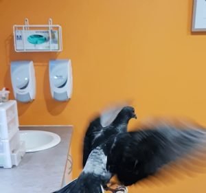 Adelaide Bird & Exotics Vet Centre Pet care service in Richmond