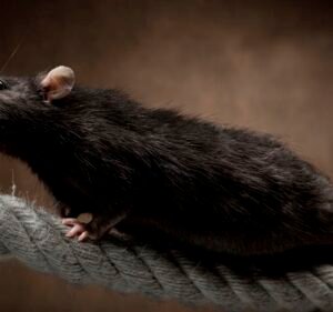 Pest Control Services in South Yarra Australia Cannon Pest Management