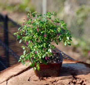 Transportation Services in Point Cook Australia Direct Traffic Services PTY LTD