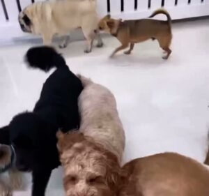 Dogs HQ Pet care service in South Melbourne