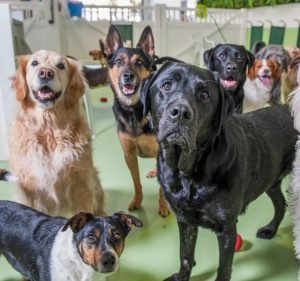 Pet Care Services in Melbourne Australia Diggiddy Dog Daycare South Melbourne