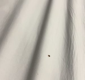 Melbourne Kew Central Apartment Hotel Hotel in Kew