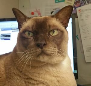 Veterinary Clinics in Melbourne Australia Barkers Veterinary Clinic