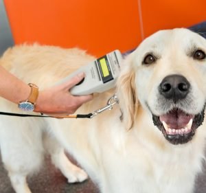 Stephen Terrace Veterinary Clinic Pet care service in St Peters