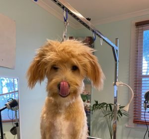 Pet Care Services in Melbourne Australia Wag & Bone Dog Grooming
