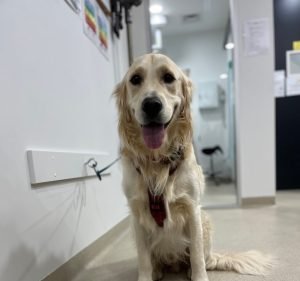 Melba Veterinary Clinic Pet care service in Melba