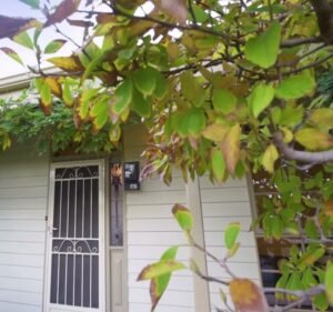 Victorian Independent Property Consulting Real Estate in South Melbourne