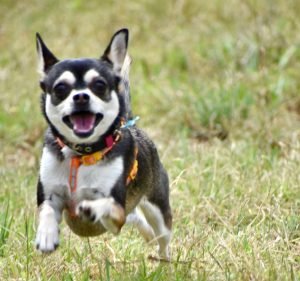 Mitcham Pet Hospital Pet care service in Mitcham