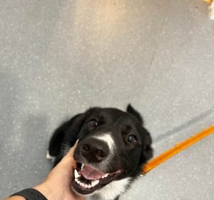 Croydon Veterinary Clinic Pet care service in Croydon