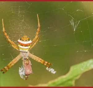  Concerned Pest Control Sydney