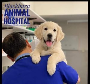 Blackburn Animal Hospital Pet care service in Blackburn South