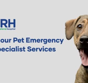 Veterinary Clinics in Melbourne Australia Veterinary Referral Hospital