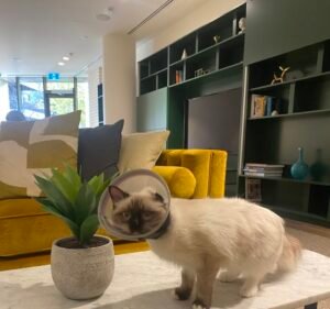 Melbourne Pet Surgery Pet care service in Dandenong