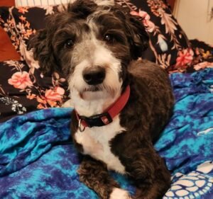 Peninsula Vet Emergency & Referral Hospital Pet care service in Mornington