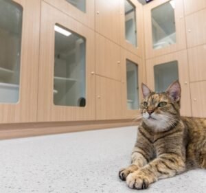 Flemington Veterinary Hospital Pet care service in Ascot Vale