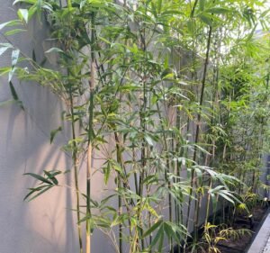 Landscaping Services in Melbourne Australia Bayside Gardening