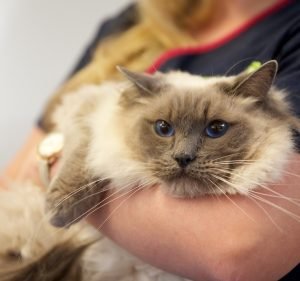 Templestowe Veterinary Clinic and Cattery Pet care service in Templestowe Lower