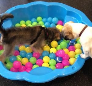 Glen Iris Veterinary Hospital and Cattery Pet care service in Malvern
