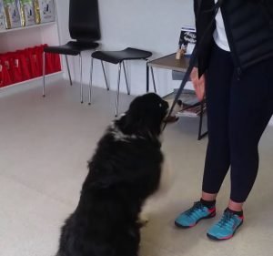 Templestowe Veterinary Clinic and Cattery Pet care service in Templestowe Lower