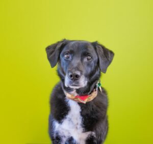 Flemington Veterinary Hospital Pet care service in Ascot Vale