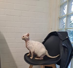  Manuka Veterinary Hospital