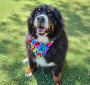 Paws at Prospect Vet Pet care service in Prospect