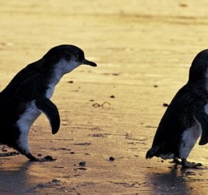 Tourism and Travel Agencies in Point Cook Australia Phillip Island Tours - Best Penguin Parade Tours from Melbourne