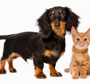 Veterinary Clinics in Melbourne Australia Fitzroy Vet Hospital