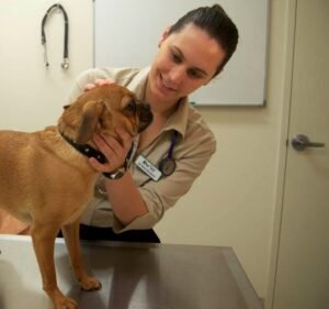 Our Vet Point Cook Pet care service in Point Cook