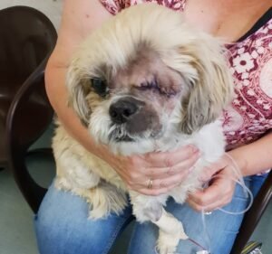 Keilor Veterinary Clinic Pet care service in Keilor