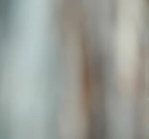 Bush Heritage Australia Not For Profit in Docklands