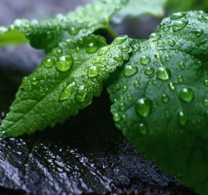 Landscaping Services in Victoria Australia Anthony Scott Landscape Design