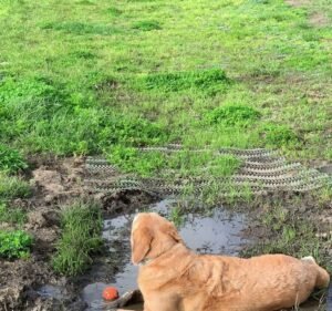 Advanced Vetcare Pet care service in Kensington