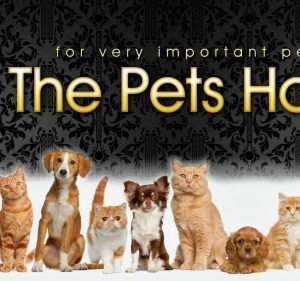 Pet Care Services in Melbourne Australia The Pets Hotel