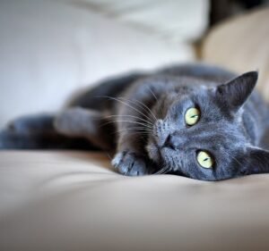 Veterinary Clinics in Melbourne Australia Malvern Vet Hospital